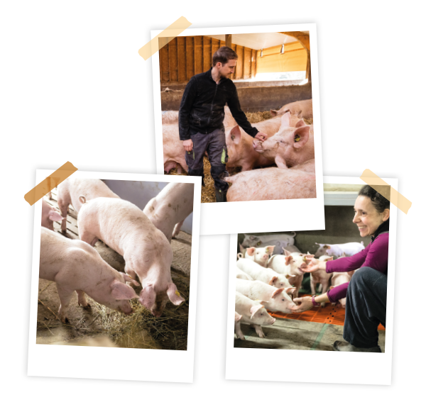 Des porcs produits 100% sur la zone Périgord par des éleveurs passionnés dans des conditions respectueuses de leur bien-être et de l'environnement.