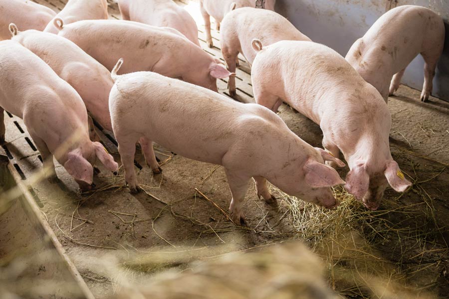 Des porcs produits 100% sur la zone Périgord dans des conditions respectueuses de leur bien-être et de l'environnement.